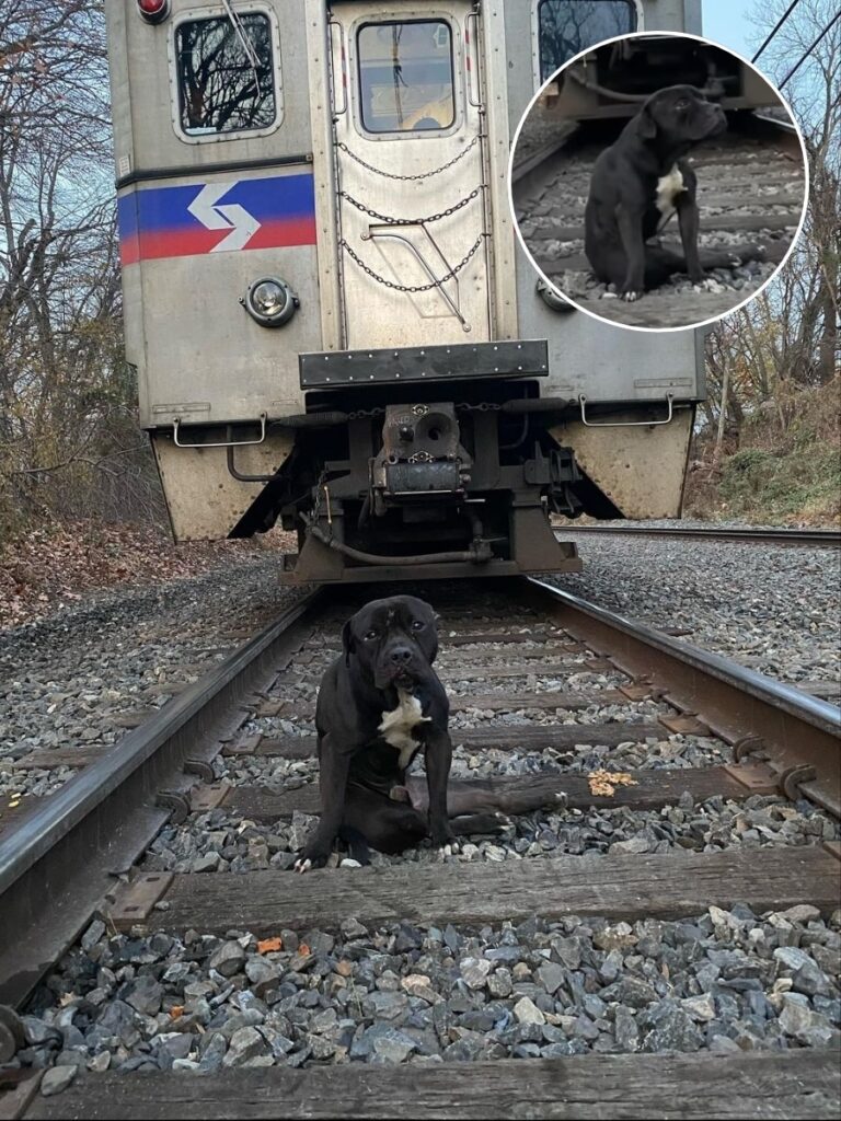 From Abandonment to a Loving Forever Home