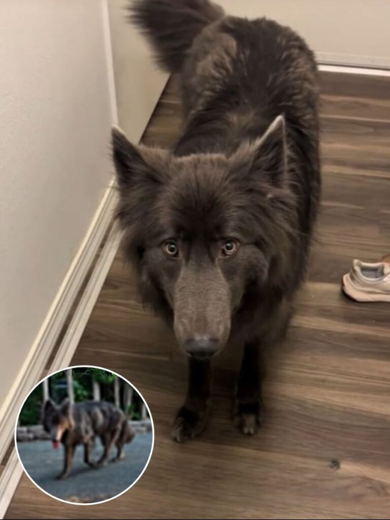 The Enigmatic Canine Captivating Hearts Globally