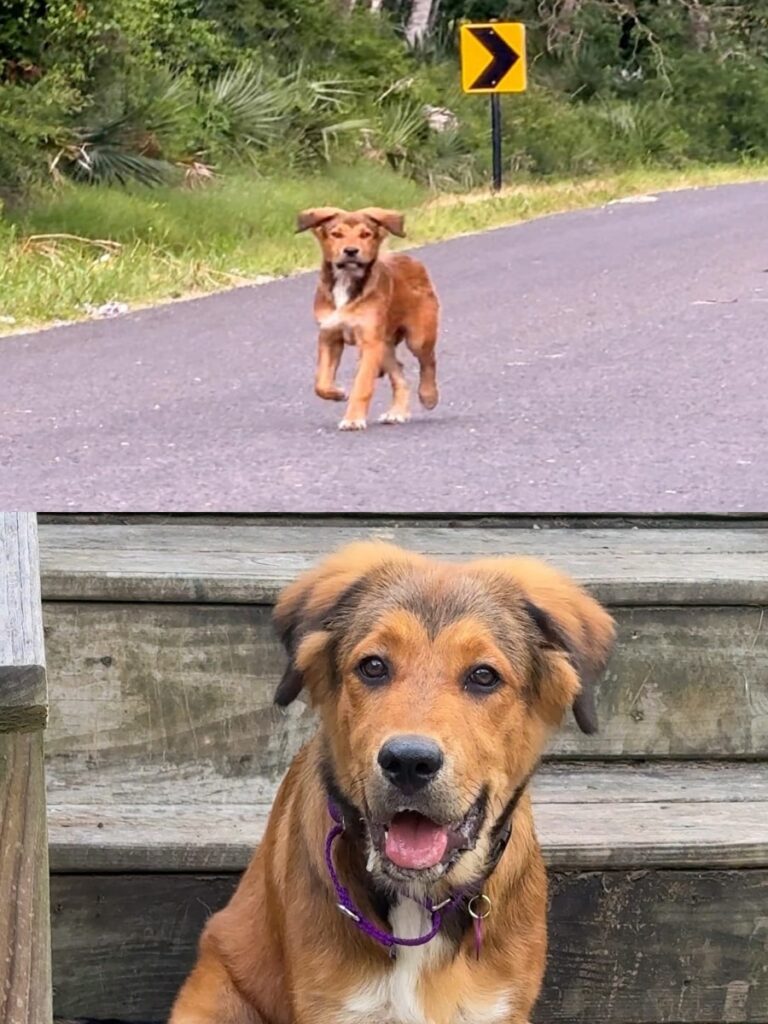 Puppy’s Chase for Love Leads to New Life with Texas Rescuer