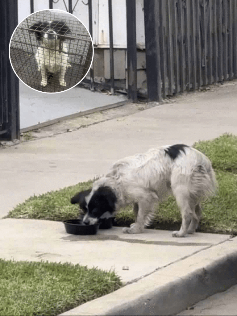 Rescue Hero Transforming Lives of Abandoned Dogs