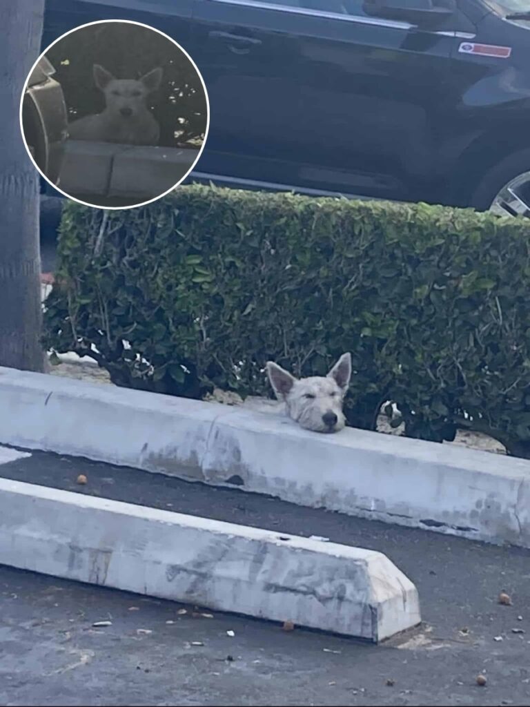 Rescue Mission Reunites Injured Stray Puppy with Overjoyed Owner