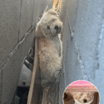 Timid Pup’s Astonishing Escape from LA Hideaway