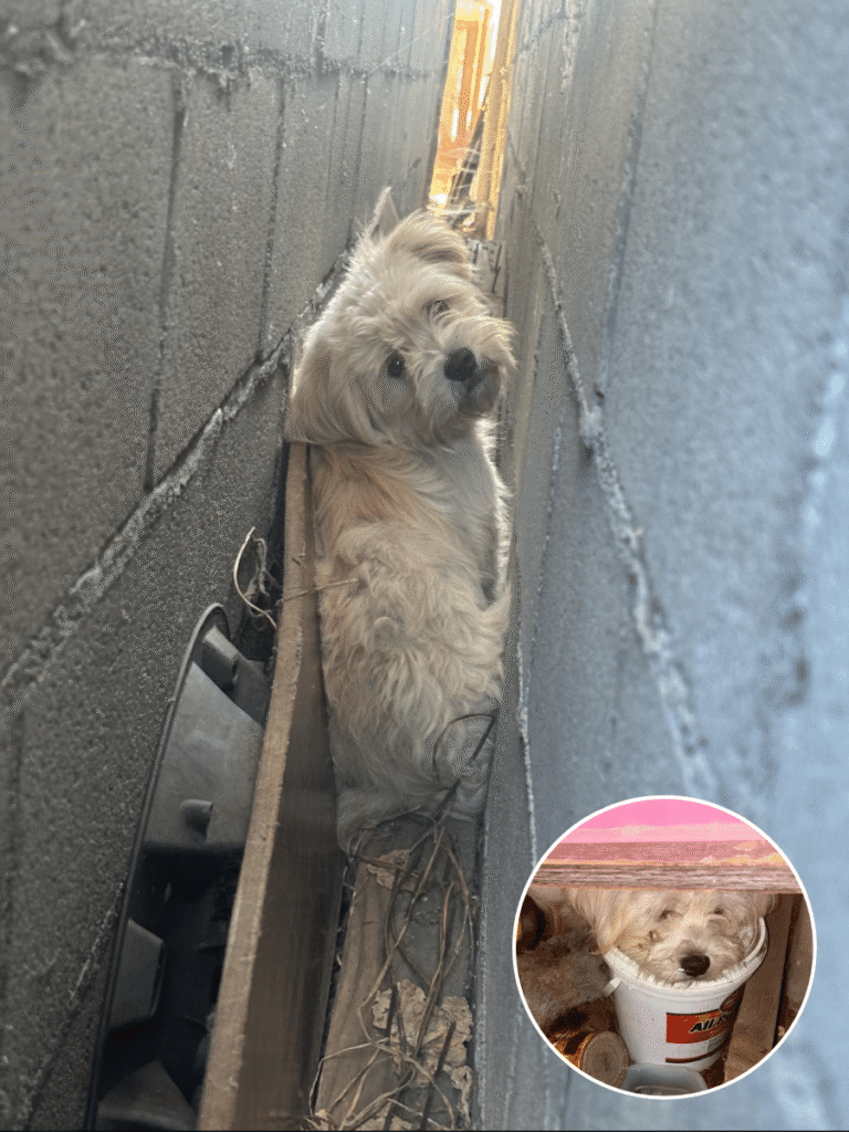 Timid Pup’s Astonishing Escape from LA Hideaway