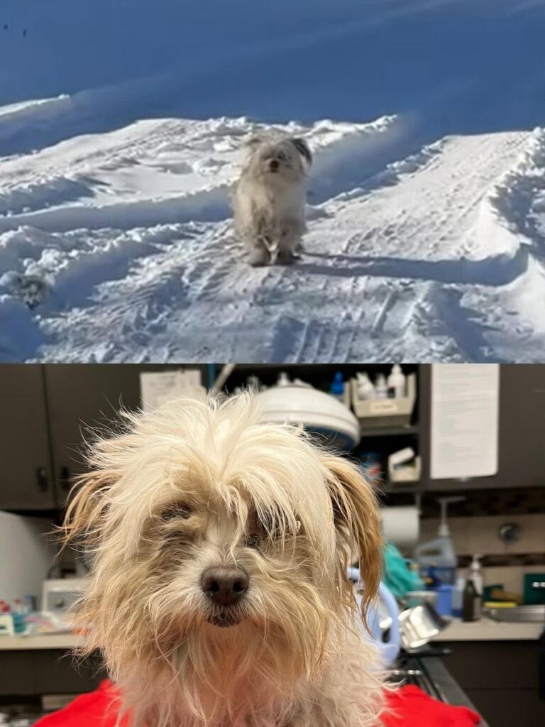 Rescue Mission Transforms Frosty Pup into Beloved Companion