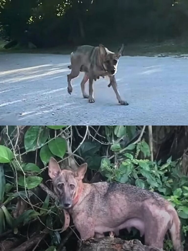 Mother Dog Frankie and Pups Find New Hope in Saipan Jungle
