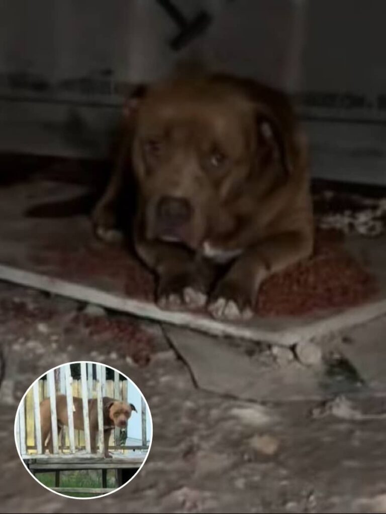 From Abandoned to Cherished Pets