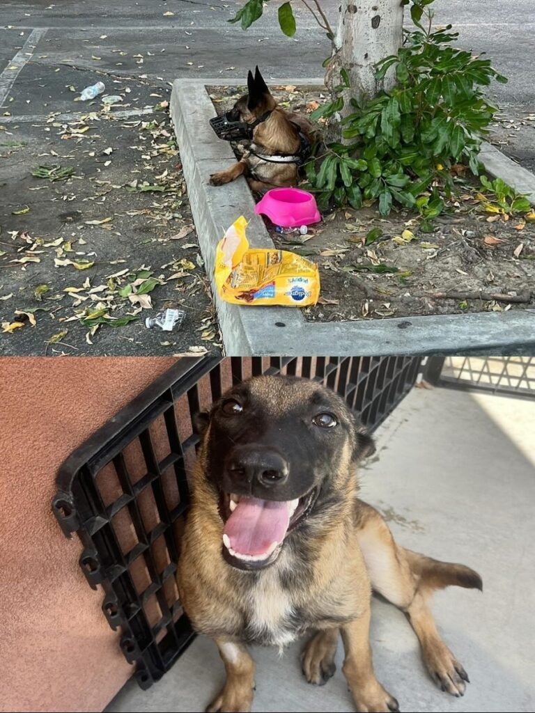 Rescue and Hope for Abandoned Pup Melody in Los Angeles