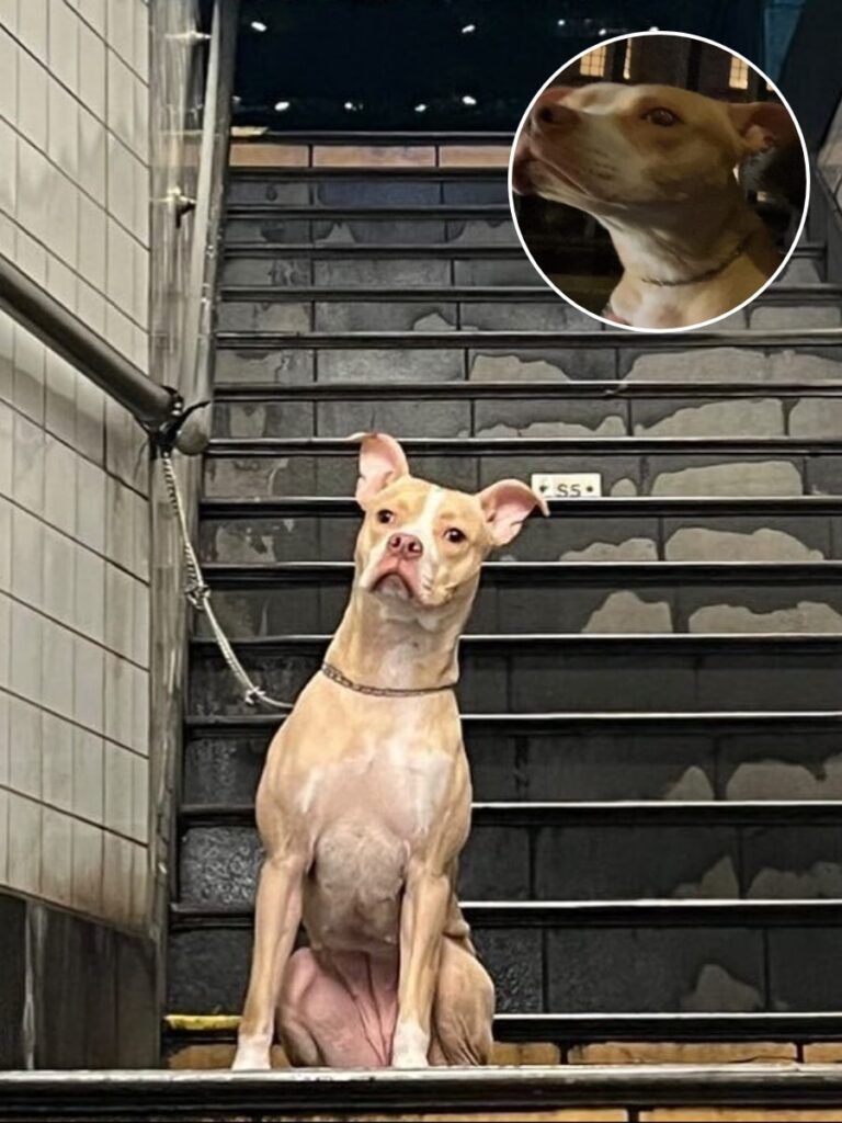 Peaches Finds Her Forever Home