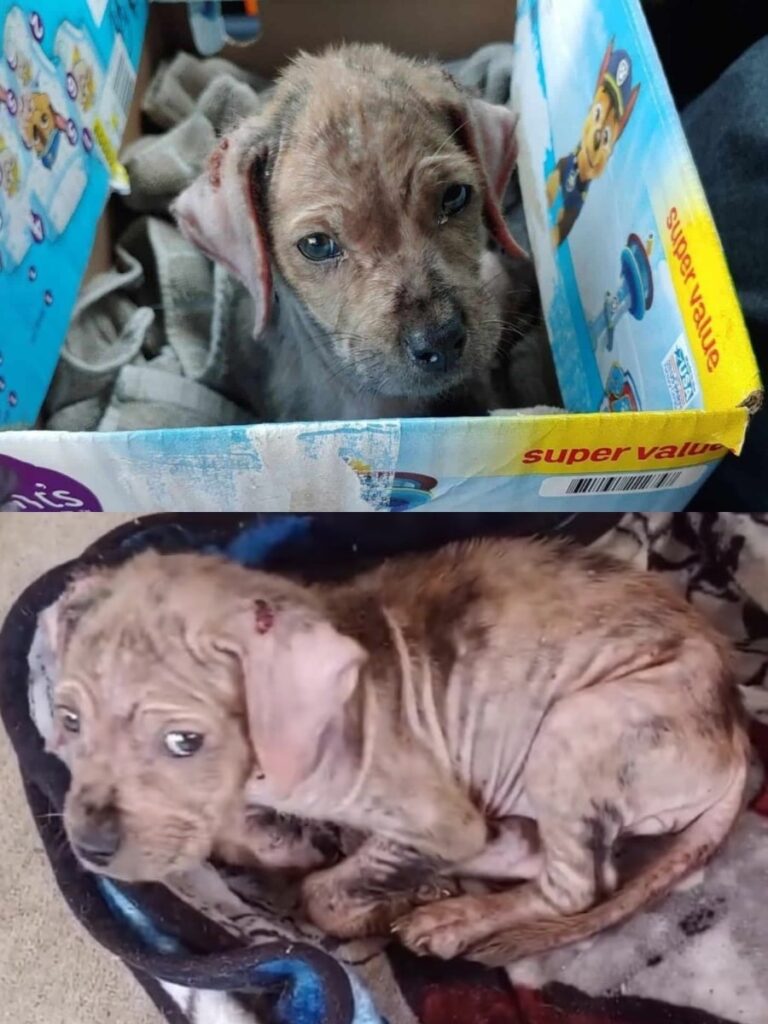 Rescued Dog Taylor Finds Joy and Adventure After Heartwarming Transformation