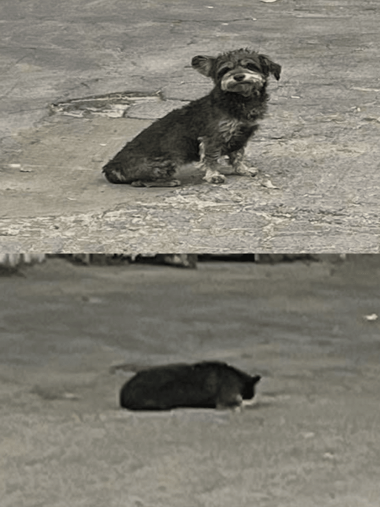 Rescued Dog’s Heartwarming Reunion After Two-Month Ordeal in California