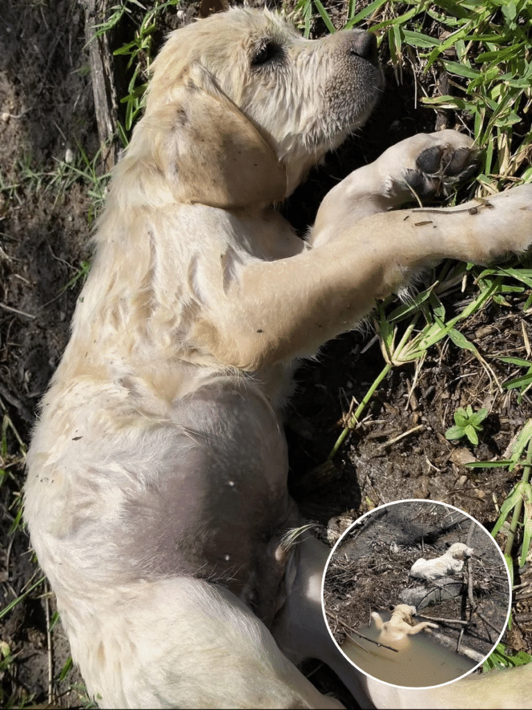 Rescued Labrador Puppies Overcome Trauma to Thrive in Loving Foster Home