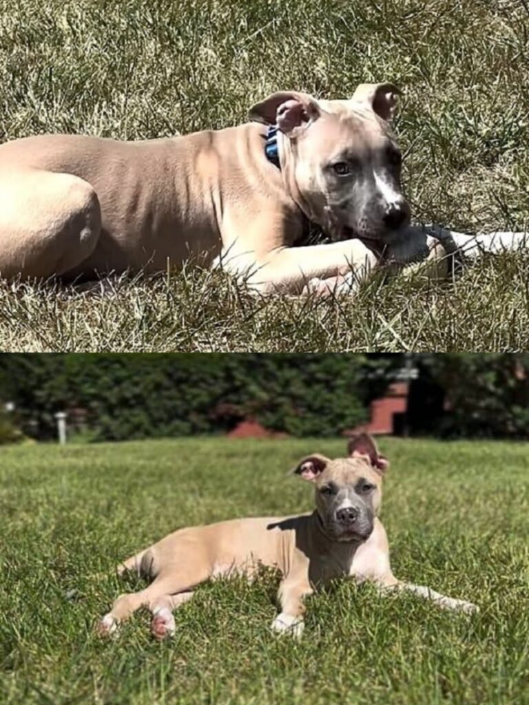 Rescued Puppy Sullivan Finds Forever Home Filled With Love and Adventure