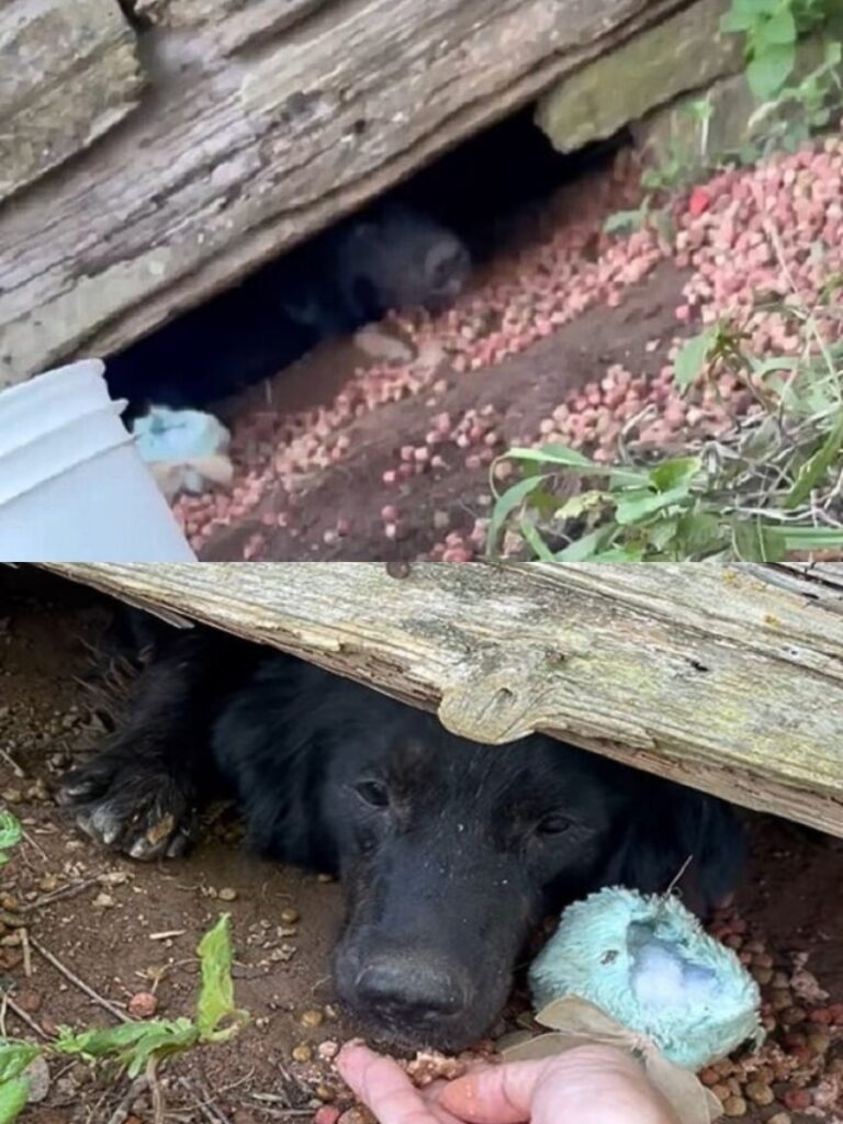 Mama Dog and Puppies Find Hope and Homes