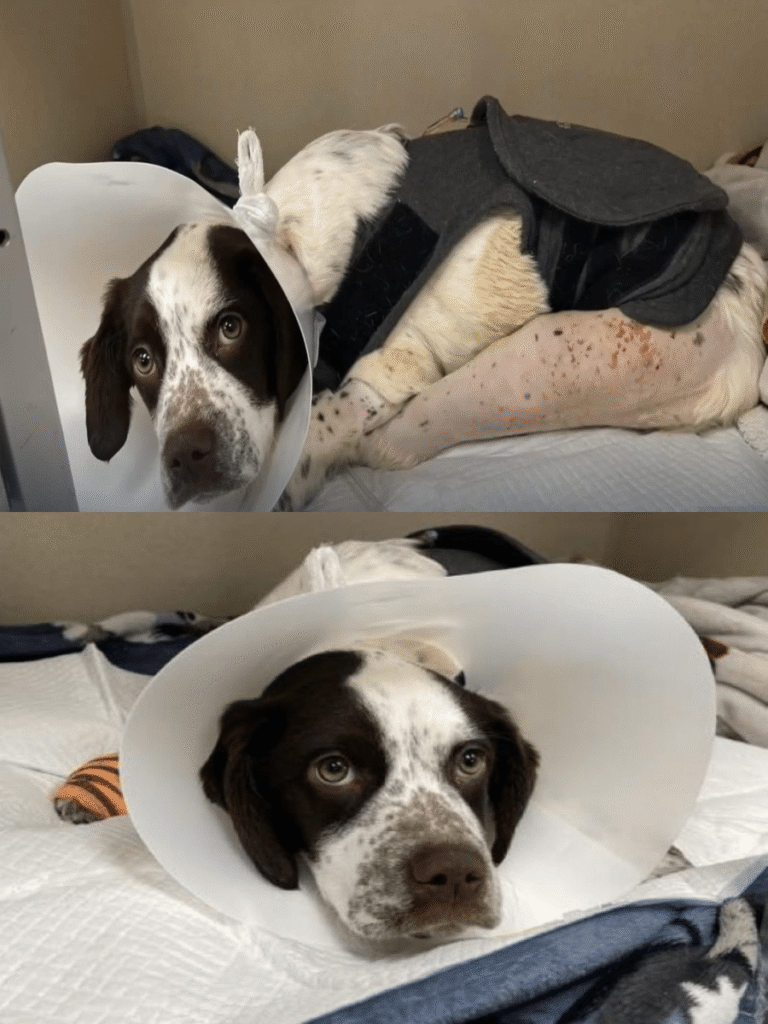 Maeby’s Journey to Healing in Michigan