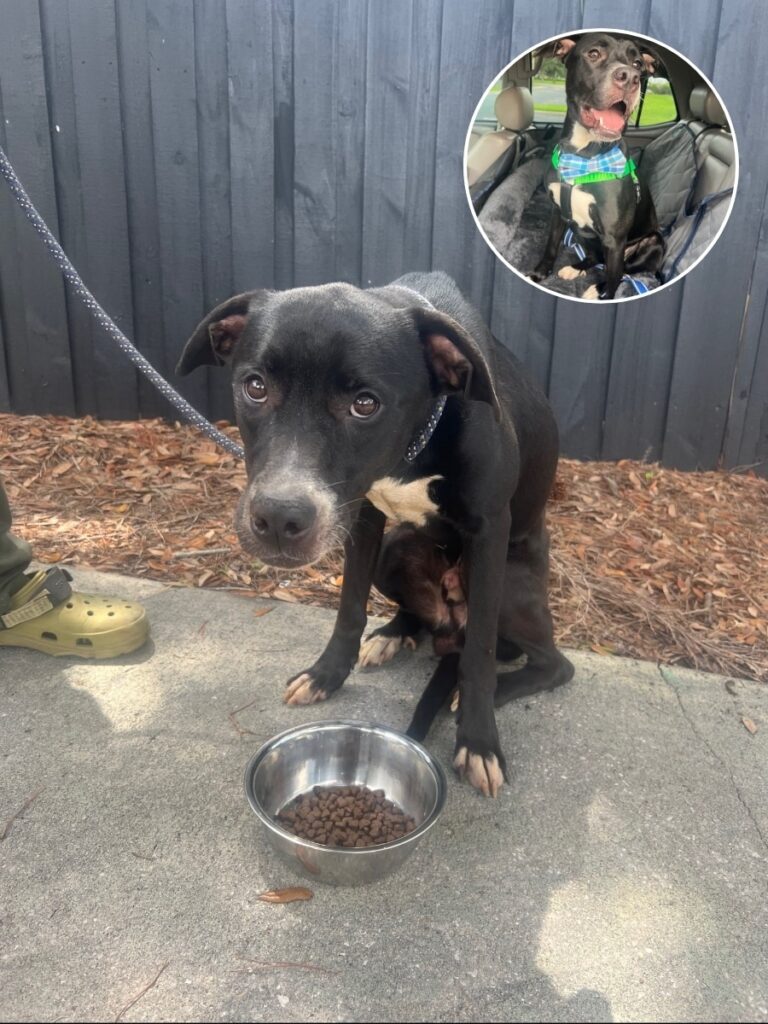 Daytona’s Journey from Trash Compactor to Loving Home