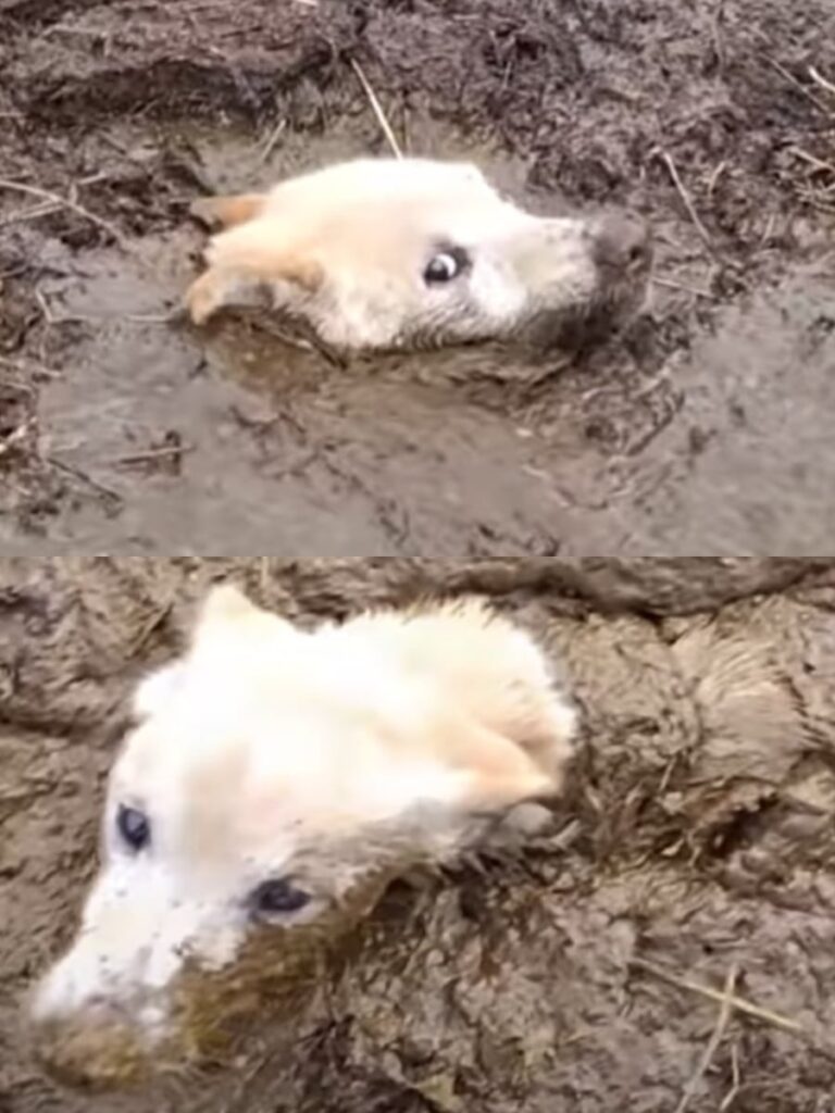 A Farmer Finds a Forever Friend