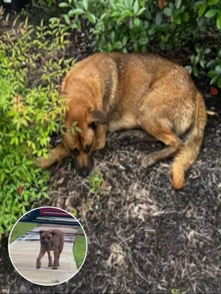 Stray Dog Finds Hope and a New Home After Texas Adventure