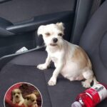 Stray Dog Penny Lane Finds Hope and New Home After Miraculous Rescue Journey