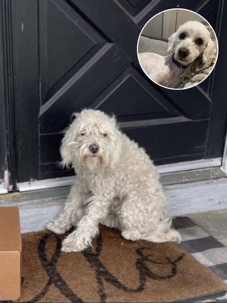 Sunny’s Heartwarming Journey to a Loving Home