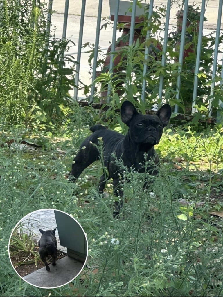 Swift Rescue Saves Starving Dog from the Wild
