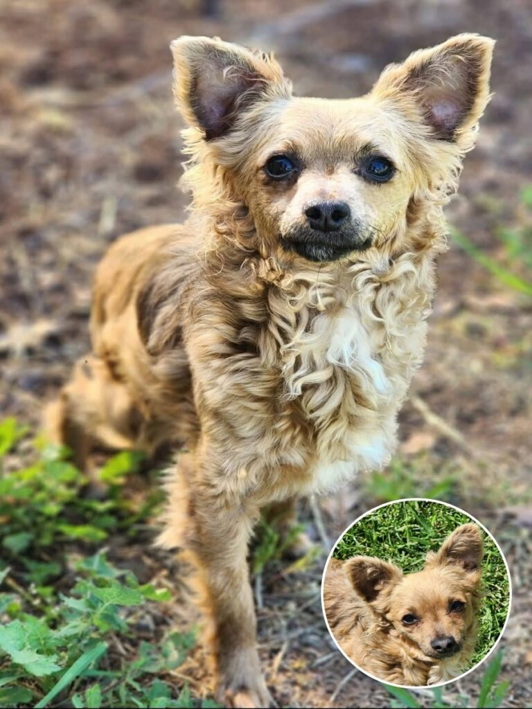 Viral Video Helps Overlooked Shelter Dog Find Hope for a Forever Home