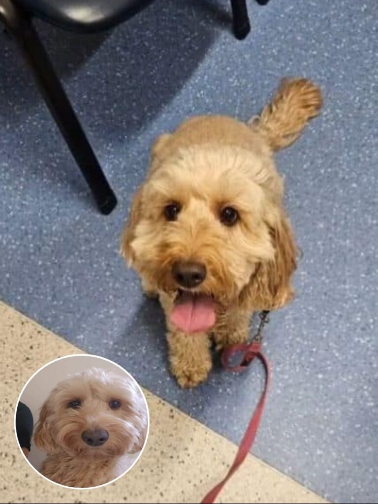 Mika the Dog’s Viral Antics Reveal Comedic Truths